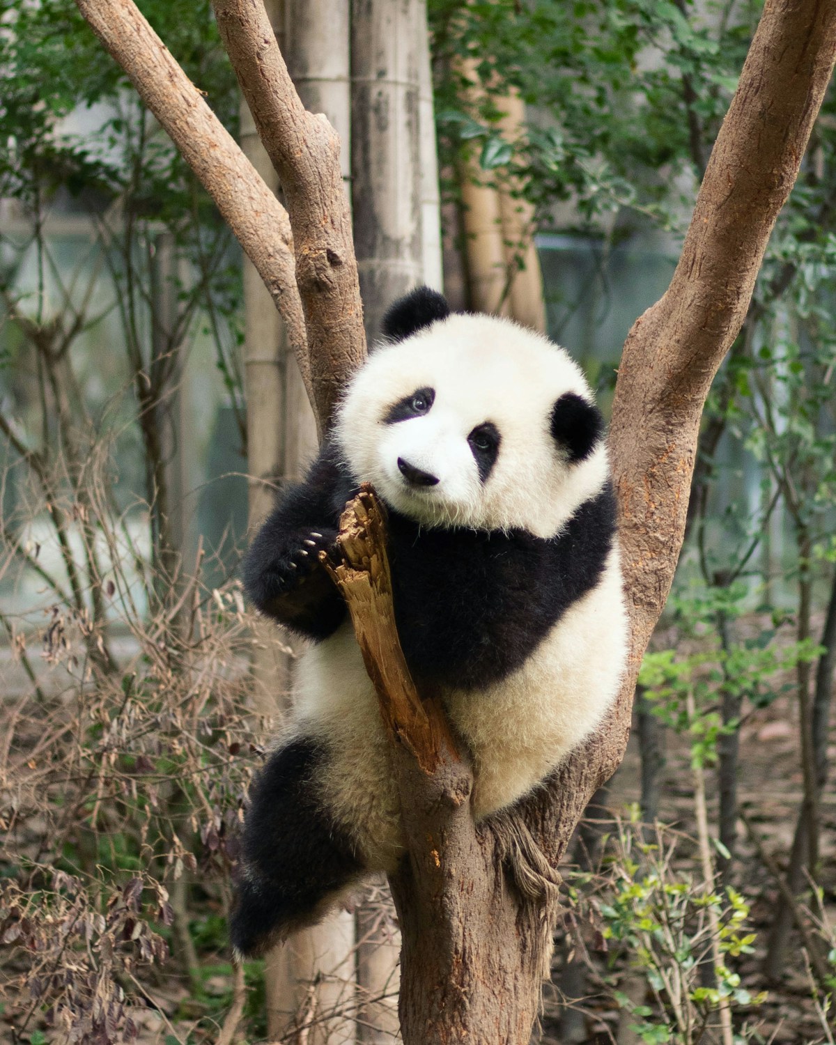 Pandas & Family Discoveries